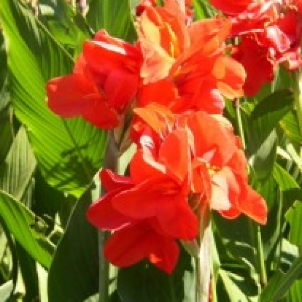 Water Canna Red Plant